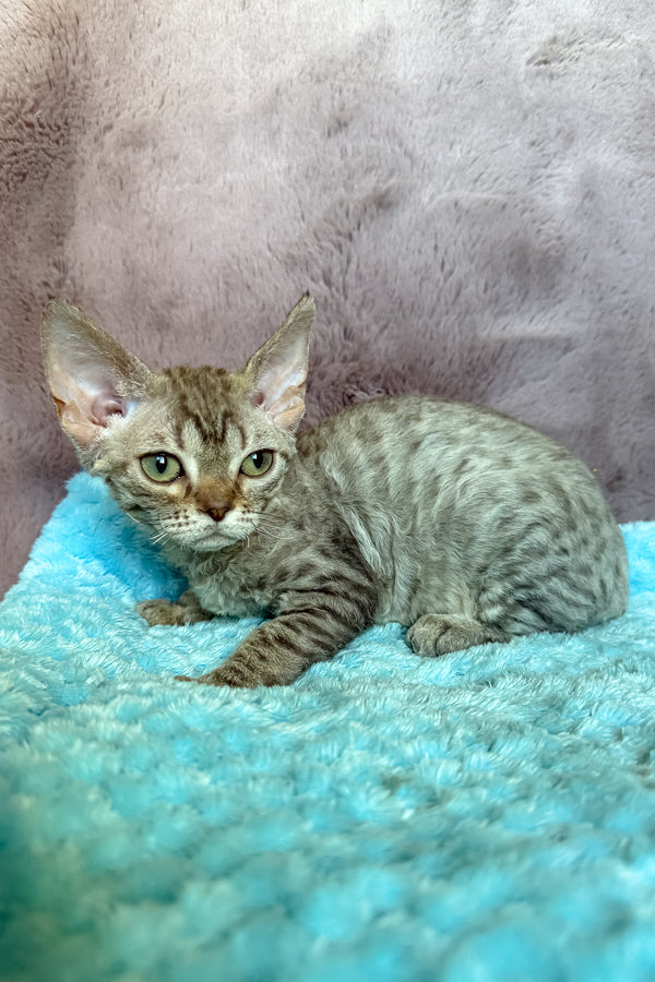 Rory | Devon Rex Kitten