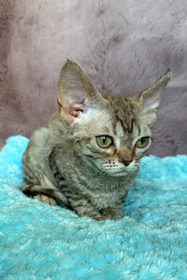 Rory | Devon Rex Kitten
