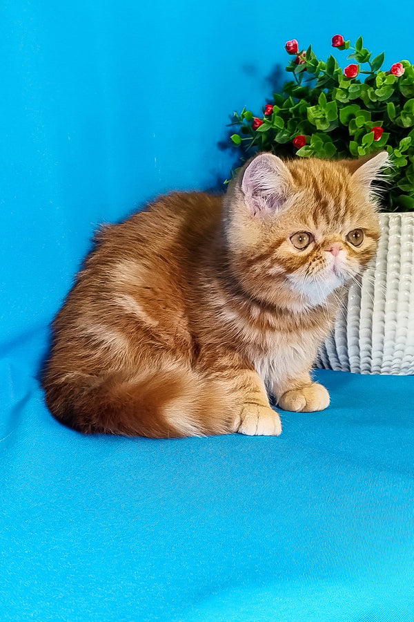 Rusty | Exotic Shorthair Kitten