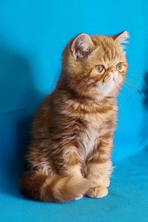Rusty | Exotic Shorthair Kitten