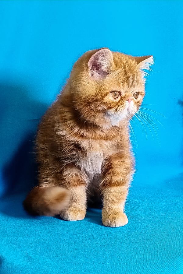 Rusty | Exotic Shorthair Kitten