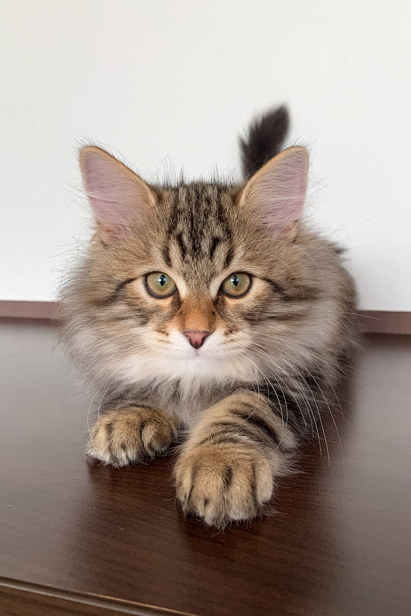 Sidney | Siberian Kitten