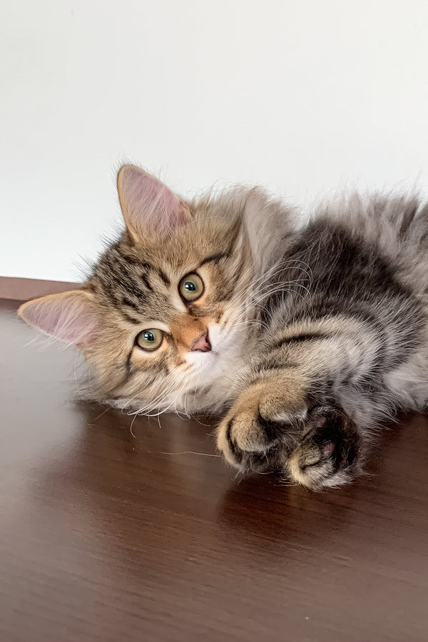 Sidney | Siberian Kitten