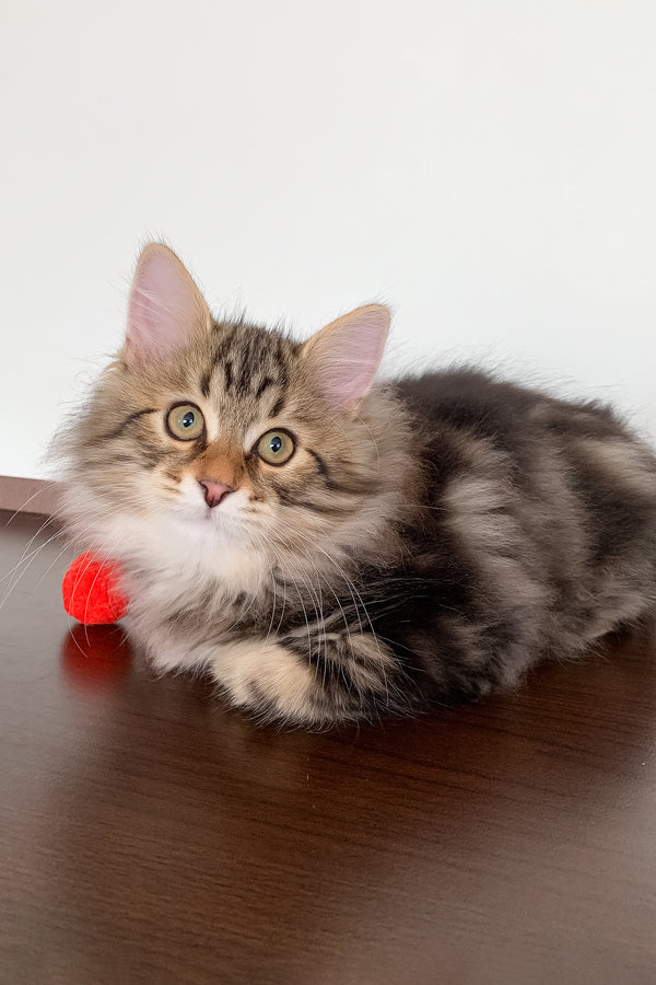 Sidney | Siberian Kitten