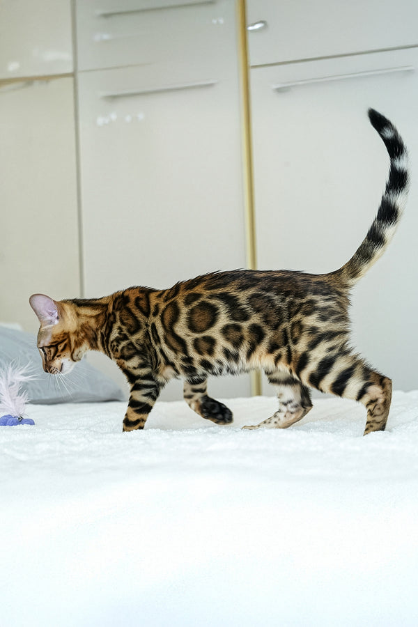 Seth | Bengal Kitten