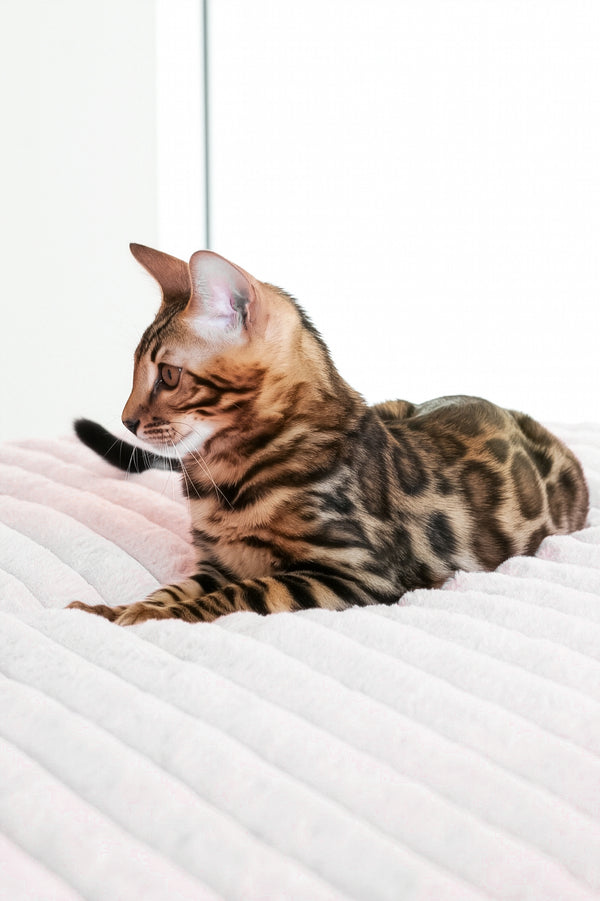Seth | Bengal Kitten