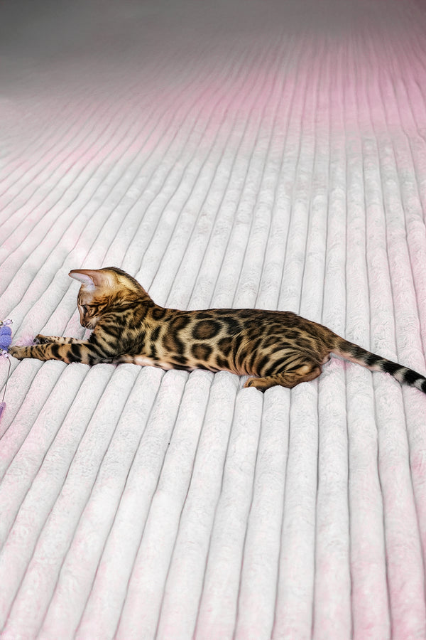 Seth | Bengal Kitten