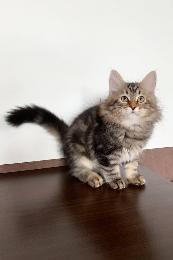 Simon | Siberian Kitten