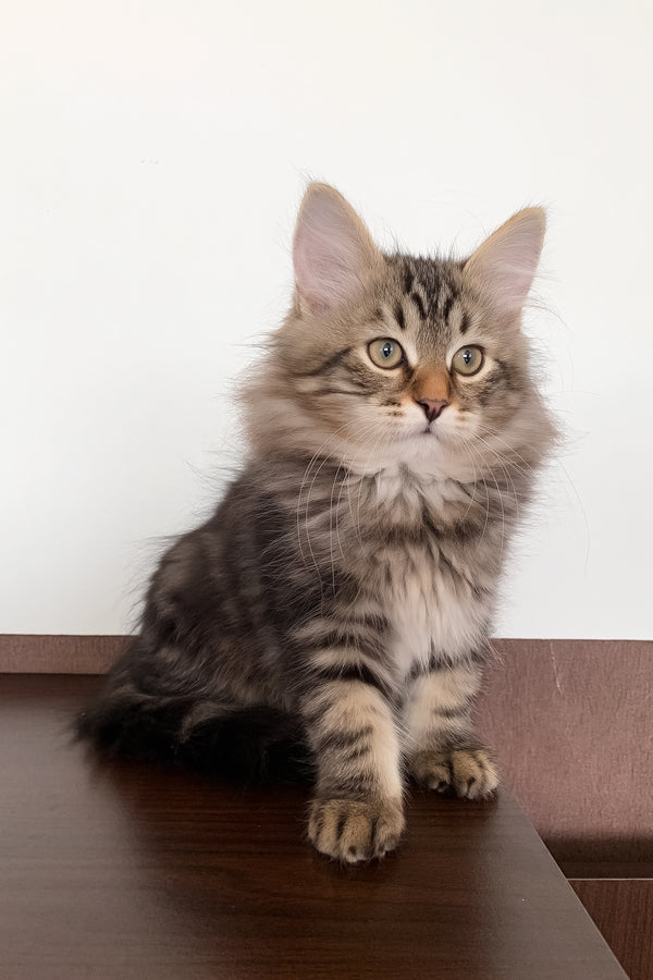 Simon | Siberian Kitten