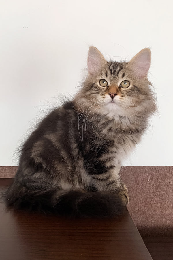 Simon | Siberian Kitten