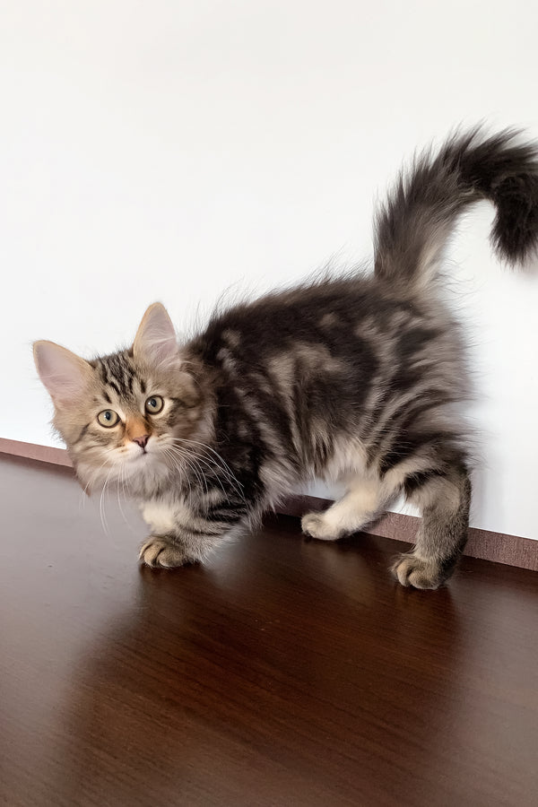 Simon | Siberian Kitten