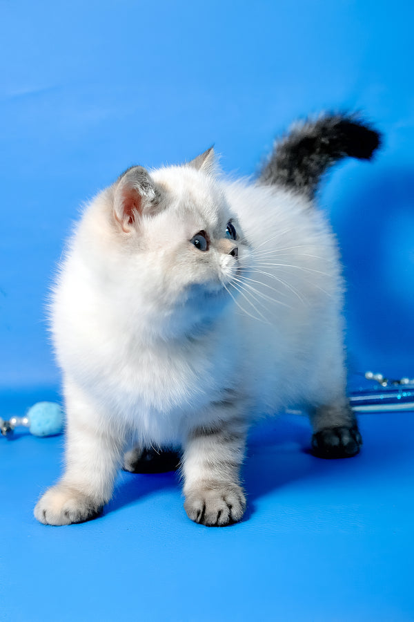 Simona | Exotic Shorthair Kitten