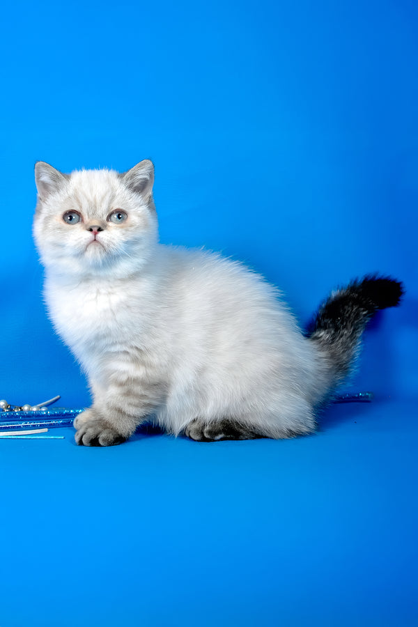 Simona | Exotic Shorthair Kitten