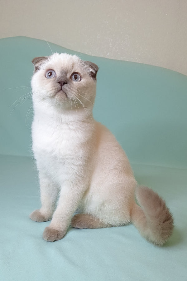Sunny | Scottish Fold Kitten
