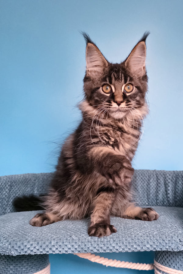 Taiga | Maine Coon Kitten
