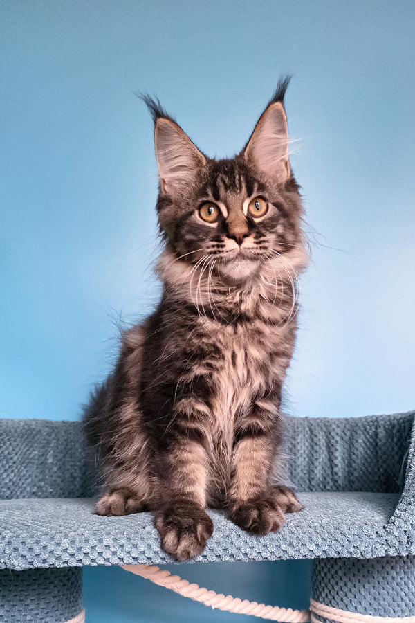 Taiga | Maine Coon Kitten