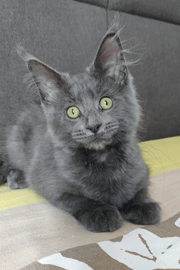 Princess | Maine Coon Kitten