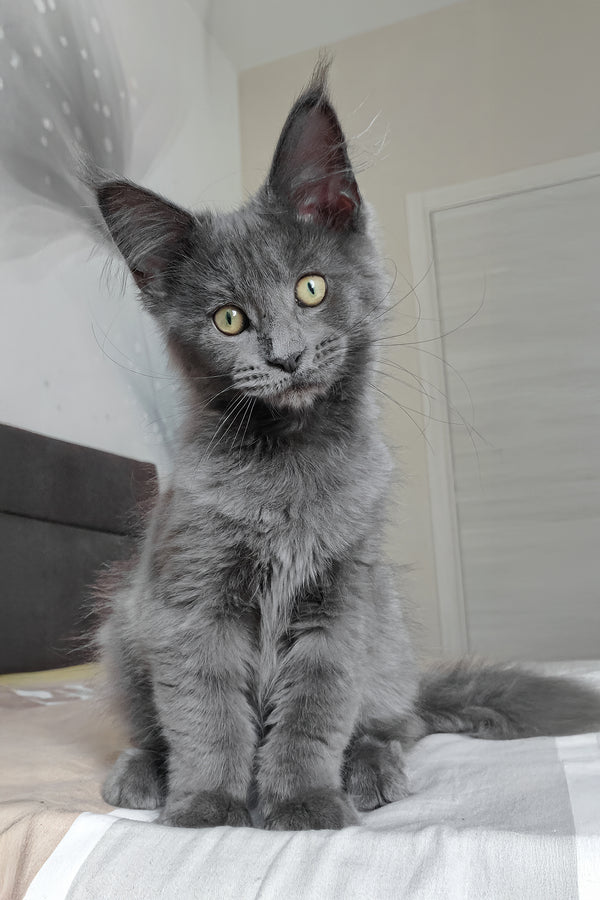 Princess | Maine Coon Kitten