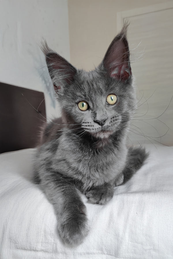 Princess | Maine Coon Kitten