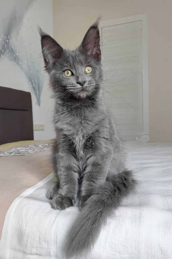 Princess | Maine Coon Kitten