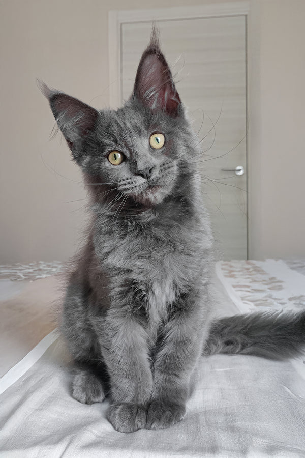 Princess | Maine Coon Kitten