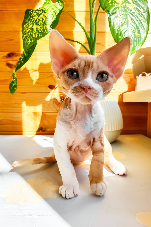 Thomas | Devon Rex Kitten
