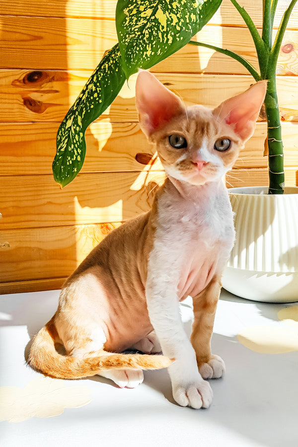 Thomas | Devon Rex Kitten