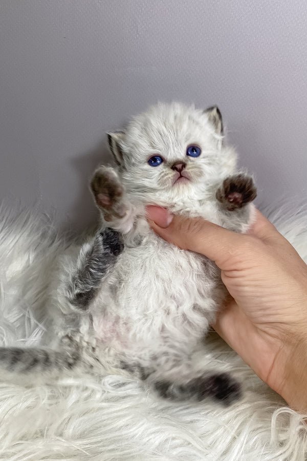 Tifani | British Longhair Kitten