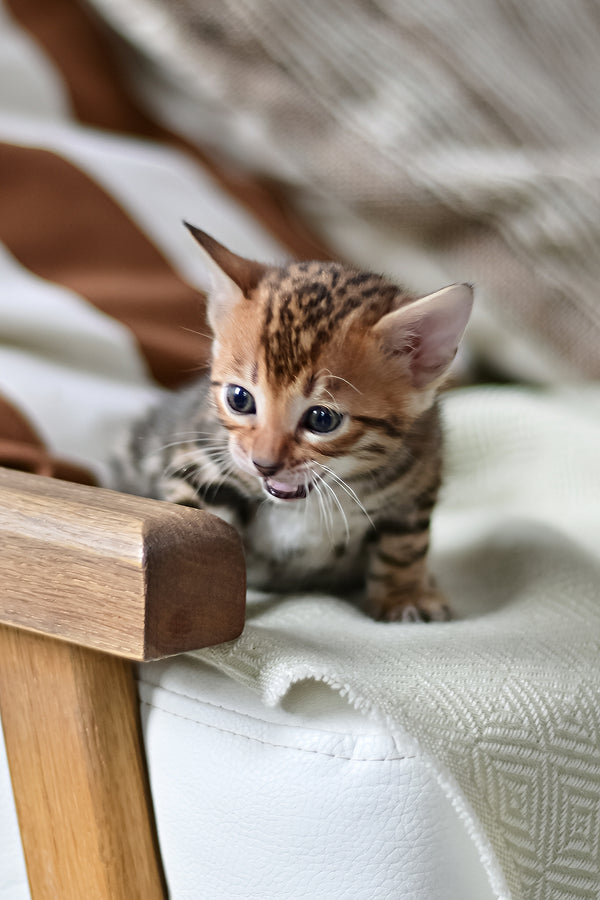Tiger | Bengal Kitten