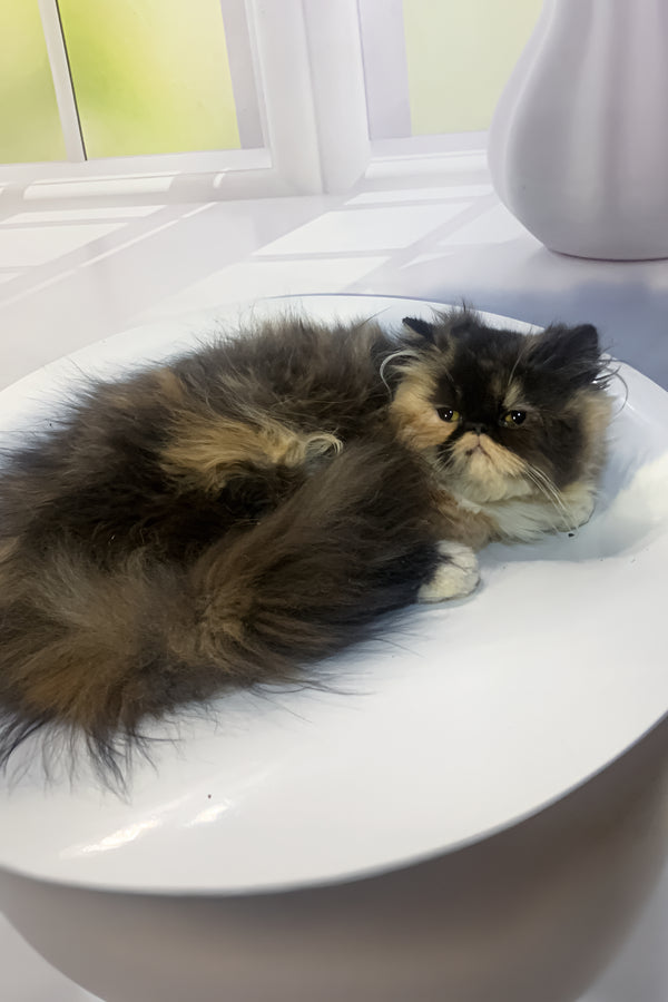 Tutsi | Persian Kitten