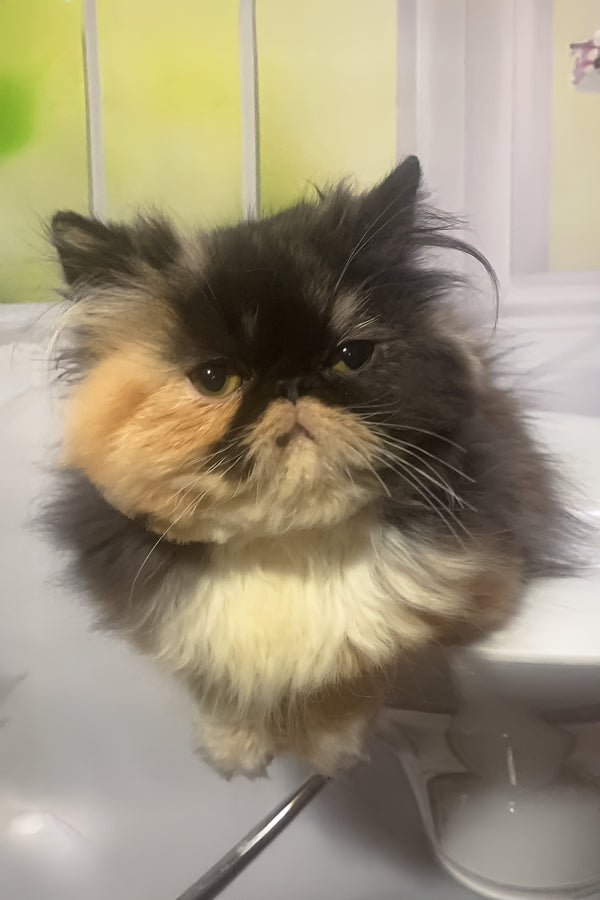 Tutsi | Persian Kitten