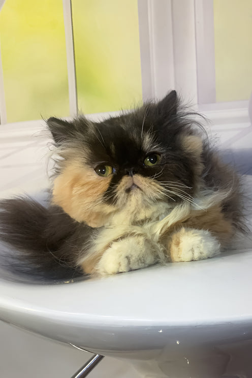 Tutsi | Persian Kitten