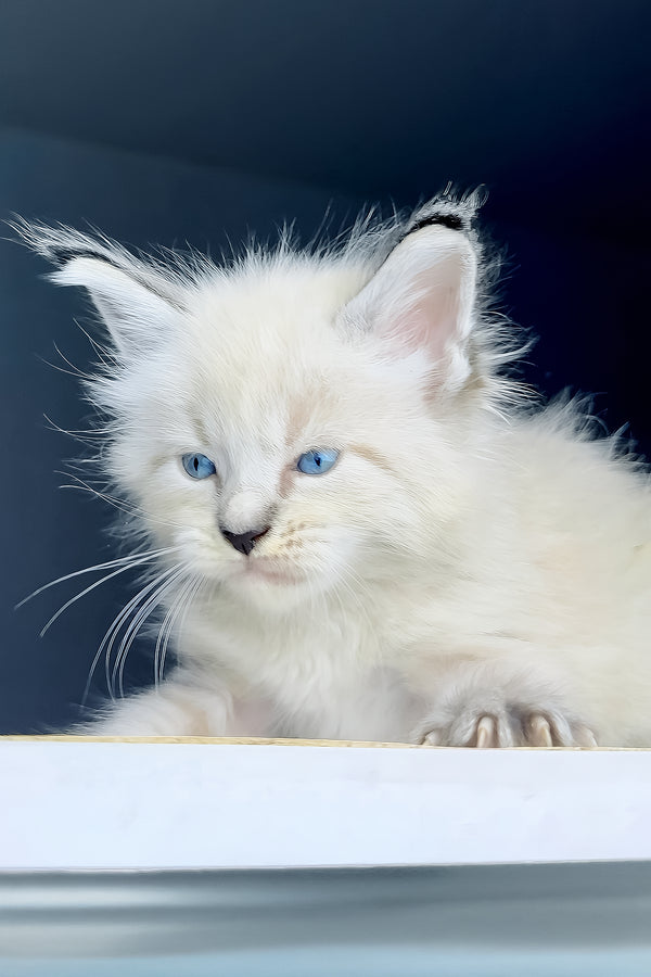 Tyson | Maine Coon Kitten