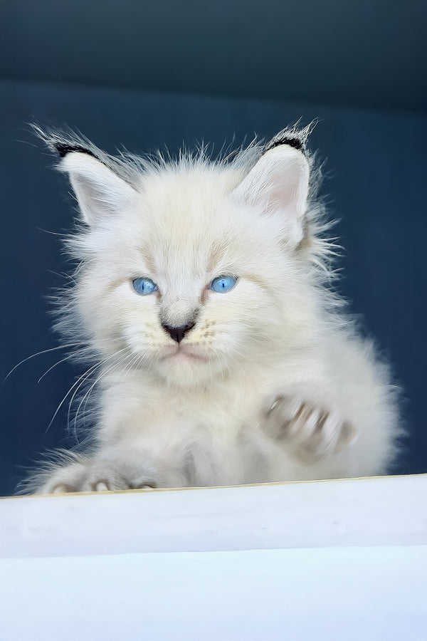 Tyson | Maine Coon Kitten