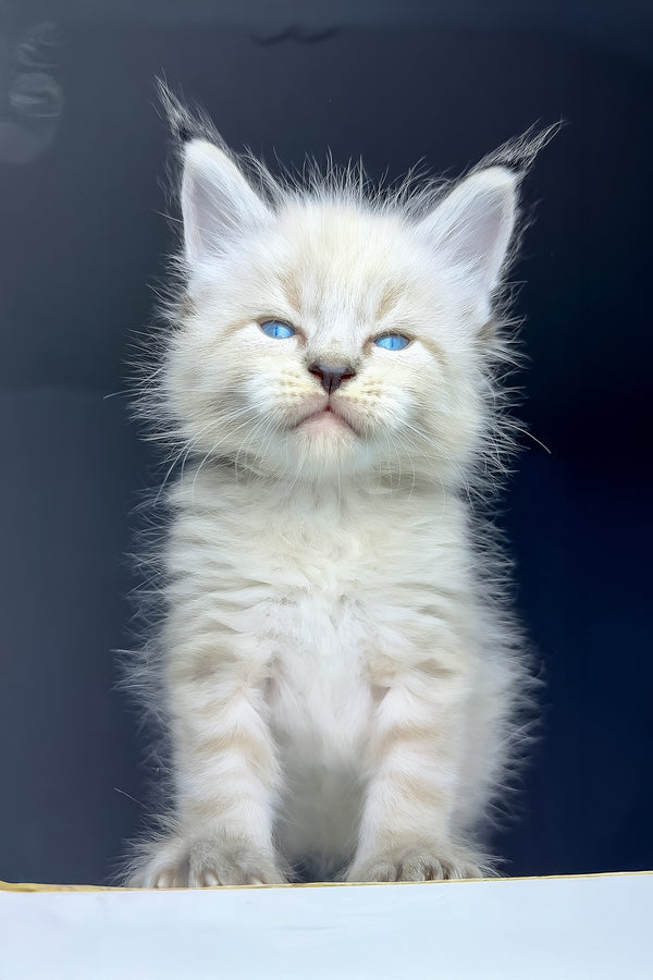 Tyson | Maine Coon Kitten