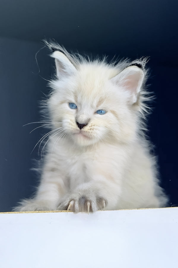 Tyson | Maine Coon Kitten