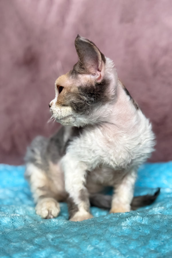 Pandora | Devon Rex Kitten