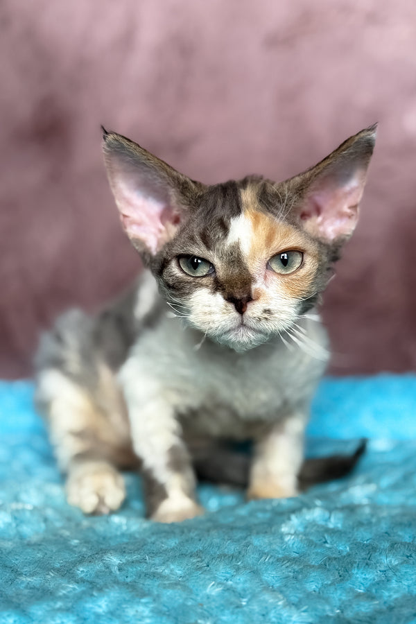 Pandora | Devon Rex Kitten