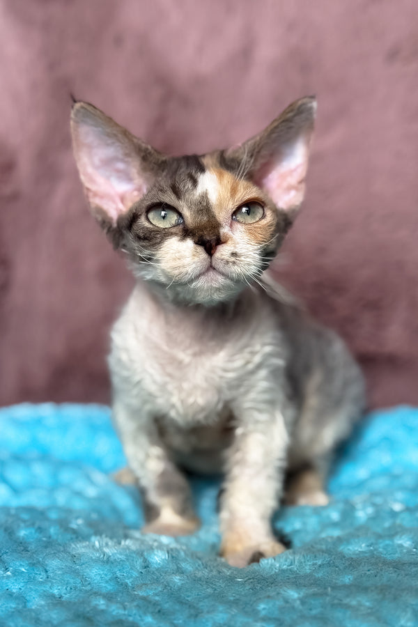 Pandora | Devon Rex Kitten