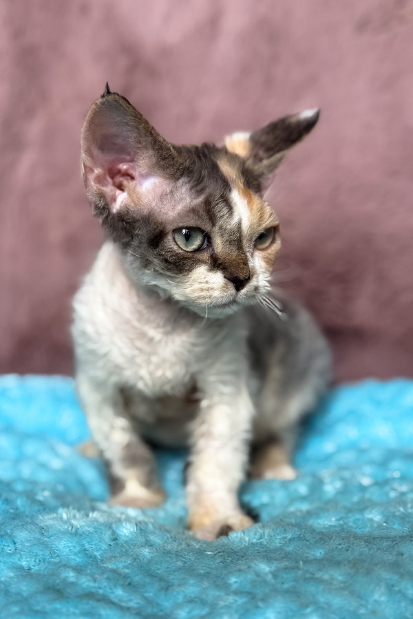 Pandora | Devon Rex Kitten