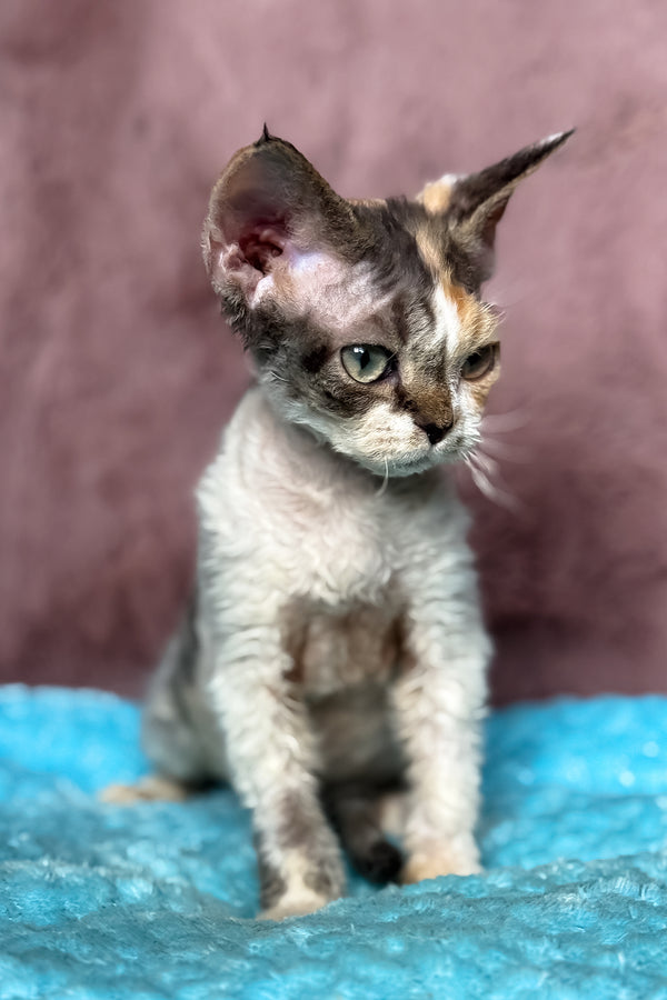 Pandora | Devon Rex Kitten