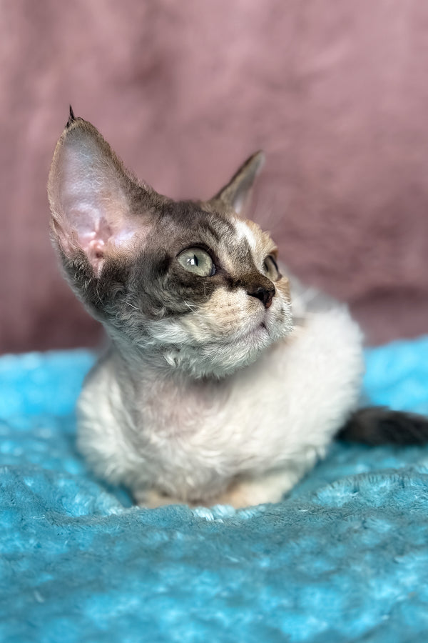 Pandora | Devon Rex Kitten