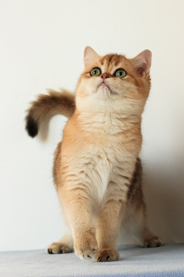 Veera | British Shorthair Kitten