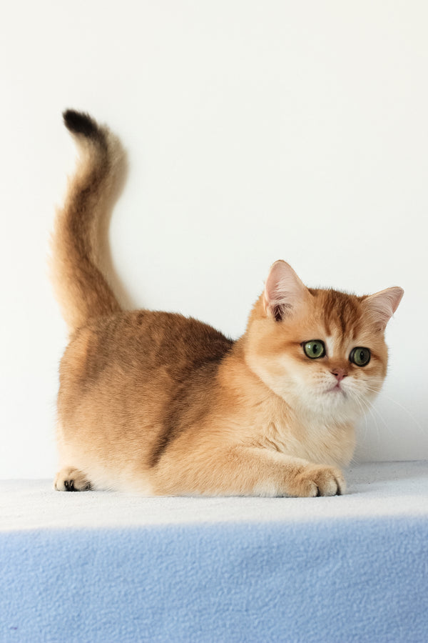 Veera | British Shorthair Kitten