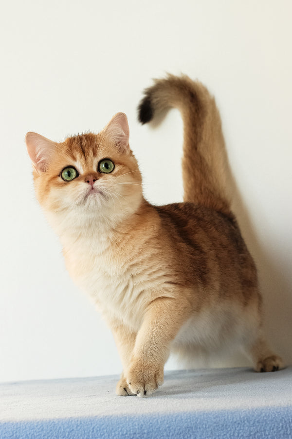 Veera | British Shorthair Kitten