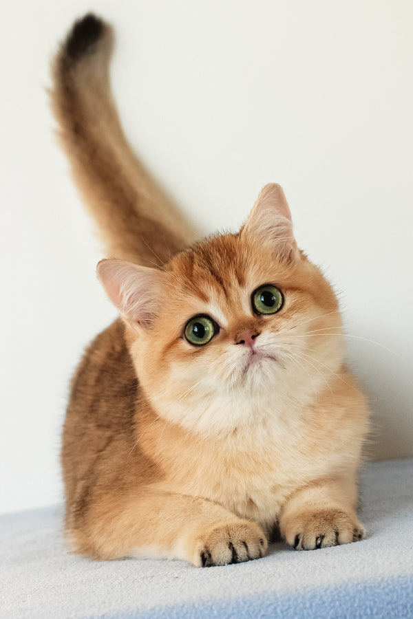 Veera | British Shorthair Kitten