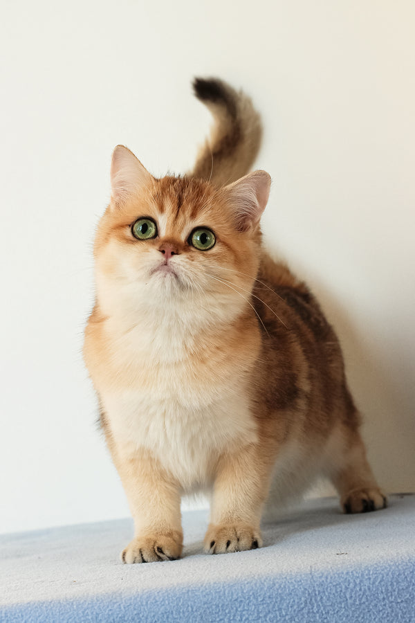 Veera | British Shorthair Kitten