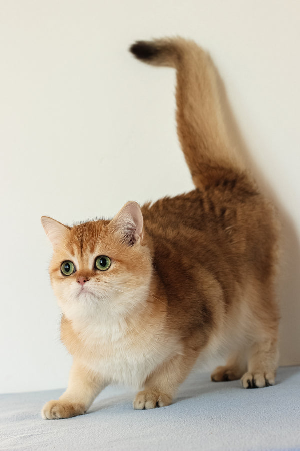 Veera | British Shorthair Kitten