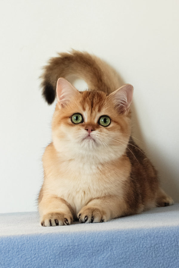 Veera | British Shorthair Kitten