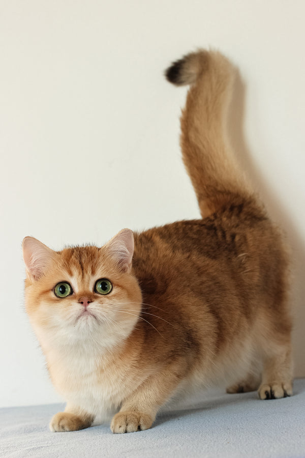 Veera | British Shorthair Kitten